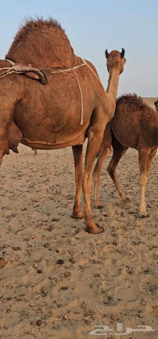 للبيع خلفه ساحليه معه قعود كفوللبيع خلفه ساحل 8