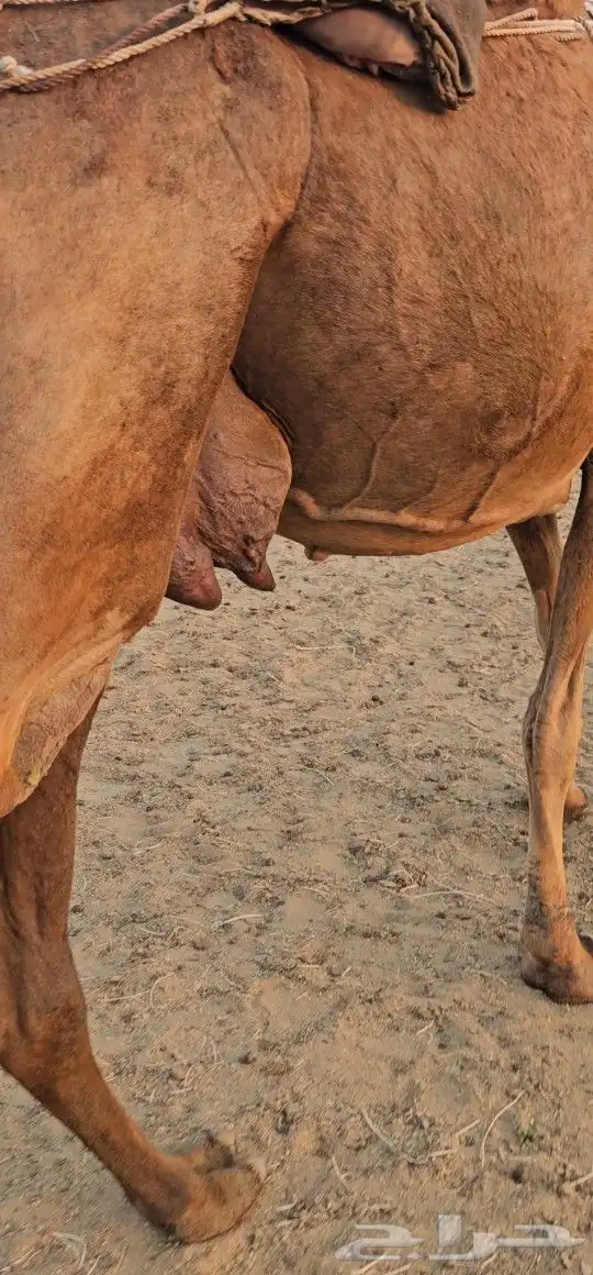 للبيع خلفه ساحليه معه قعود كفوللبيع خلفه ساحل 11