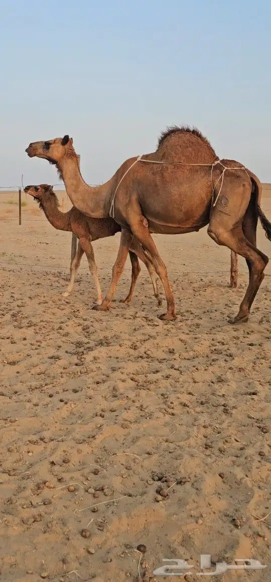 للبيع خلفه ساحليه معه قعود كفوللبيع خلفه ساحل 3