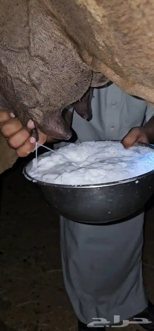 للبيع خلفه ساحليه معه قعود كفوللبيع خلفه ساحل 12