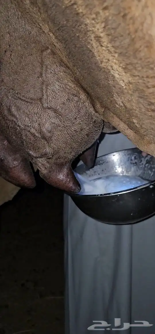 للبيع خلفه ساحليه معه قعود كفوللبيع خلفه ساحل 13