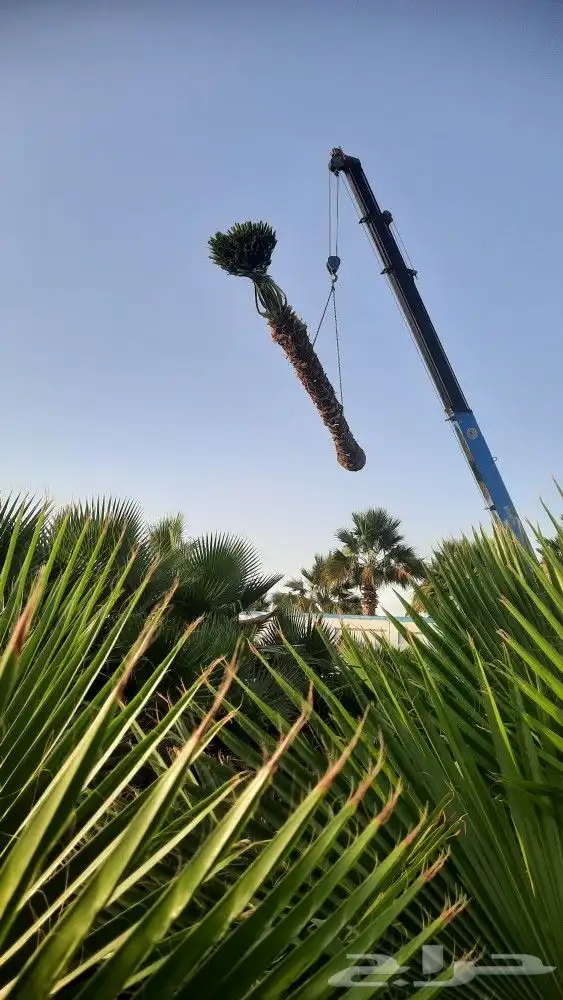 نخيل واشنطني أمريكي زينه 3