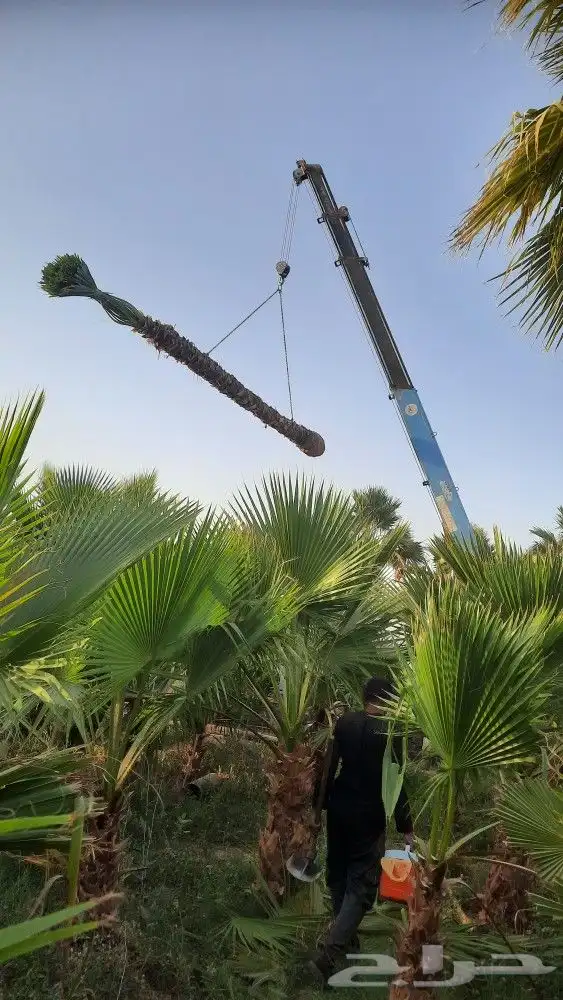 نخيل واشنطني أمريكي زينه 5