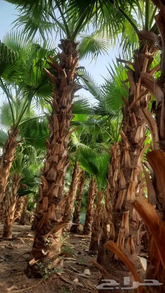 نخيل واشنطني أمريكي زينه 1