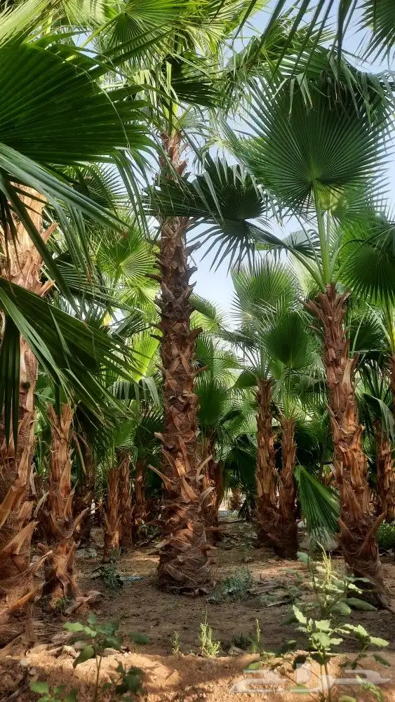 نخيل واشنطني أمريكي زينه 0