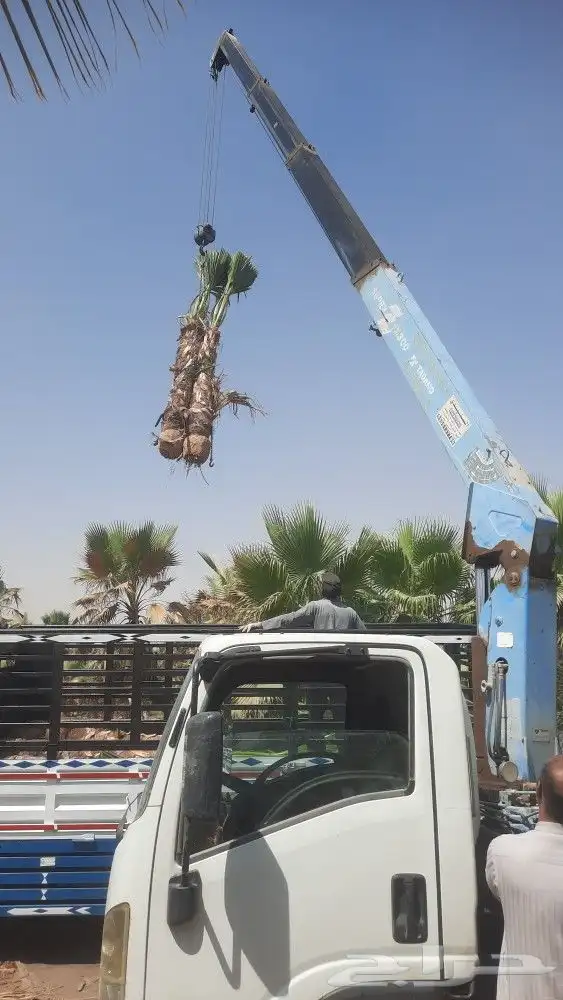 نخيل واشنطني أمريكي زينه 4