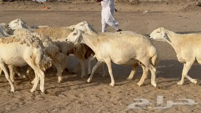 بسم الله ماشاء الله وصلوا علي النبي 0