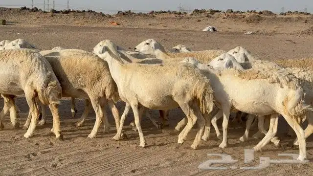 بسم الله ماشاء الله وصلوا علي النبي 2