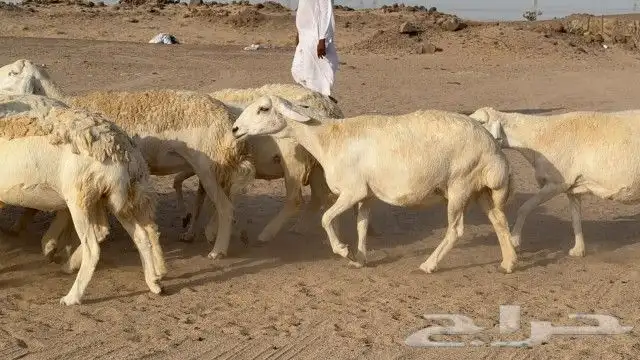 بسم الله ماشاء الله وصلوا علي النبي 1