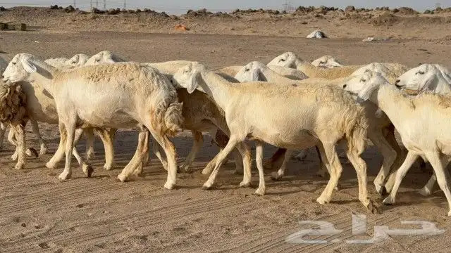 بسم الله ماشاء الله وصلوا علي النبي 3