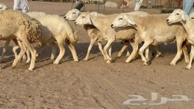 بسم الله ماشاء الله وصلوا علي النبي 4