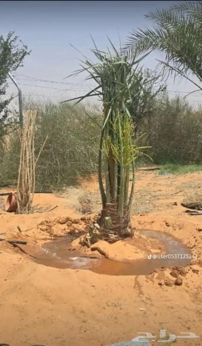 يوجد لدينا جميع انواع انخيل الزينه الملوكي ونارجين 8