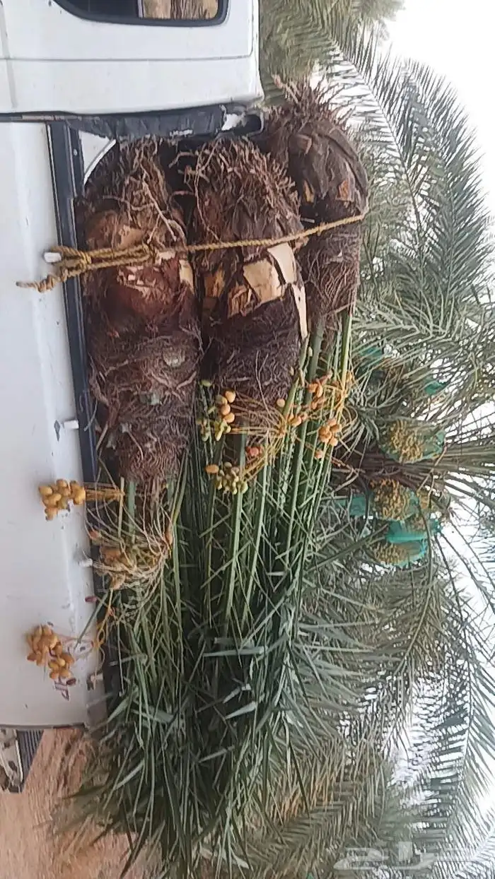 يوجد لدينا جميع انواع النخيل المثمرة وزينه 4