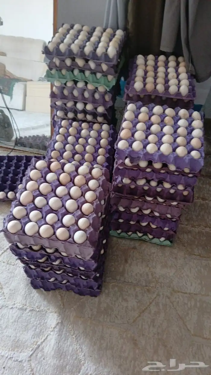 بيض مخصب باذن نسبه عاليه انتاج 3 ايام 1