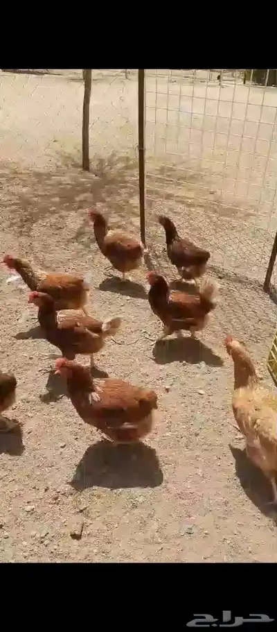 بيض لوهمان 1
