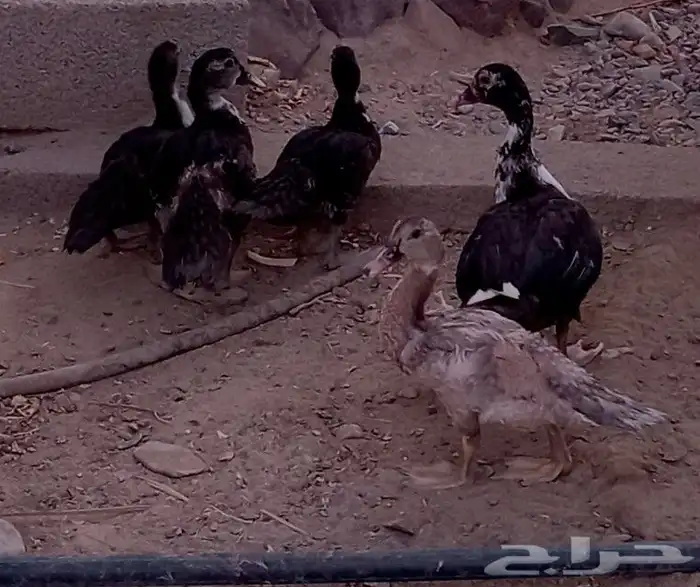بط مصري 1