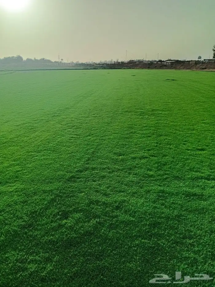 ثيل طبيعي سي الفين (C2000) صافي ونقي على الشرط شكل جمالي وخض 2