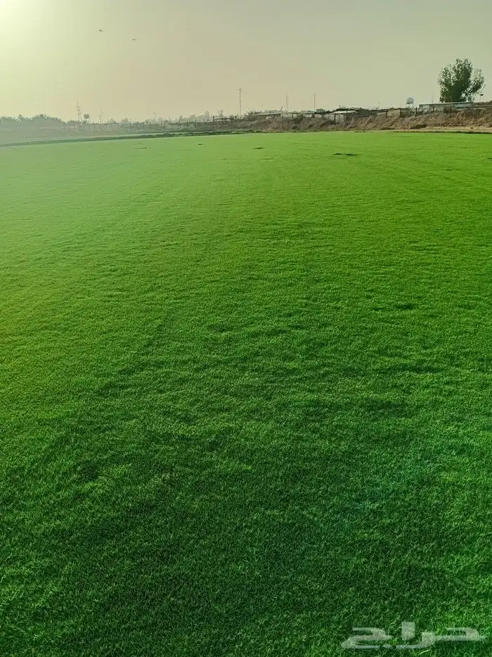 ثيل طبيعي سي الفين (C2000) صافي ونقي على الشرط شكل جمالي وخض 1