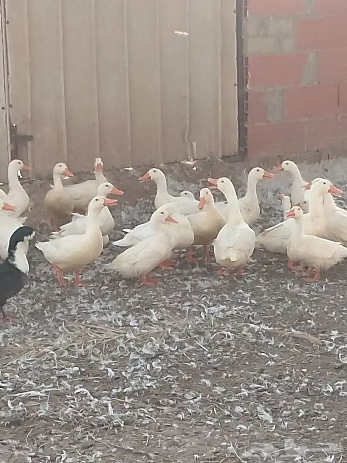 بط ودجاج 2