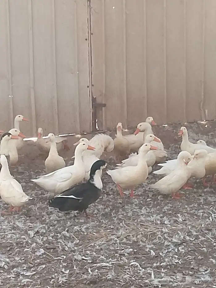 بط ودجاج 0
