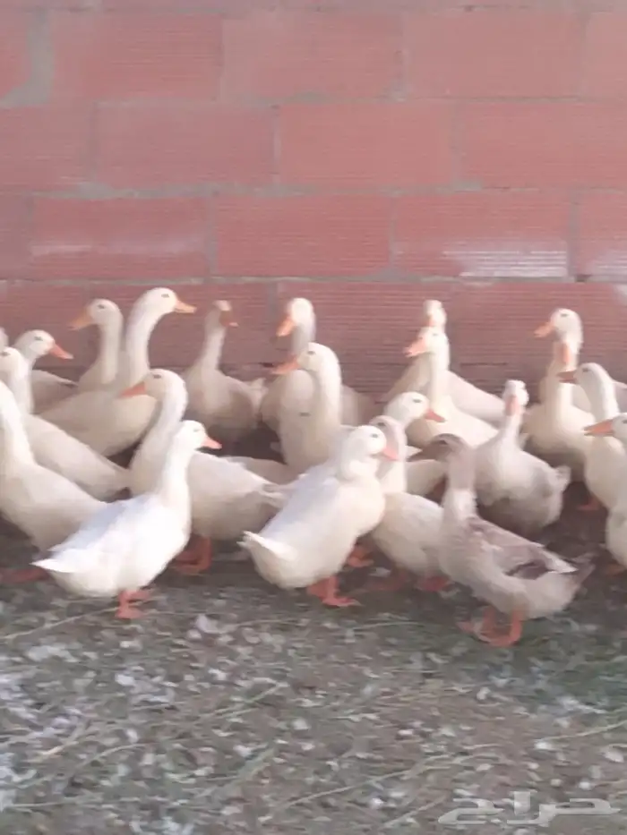 بط ودجاج 1
