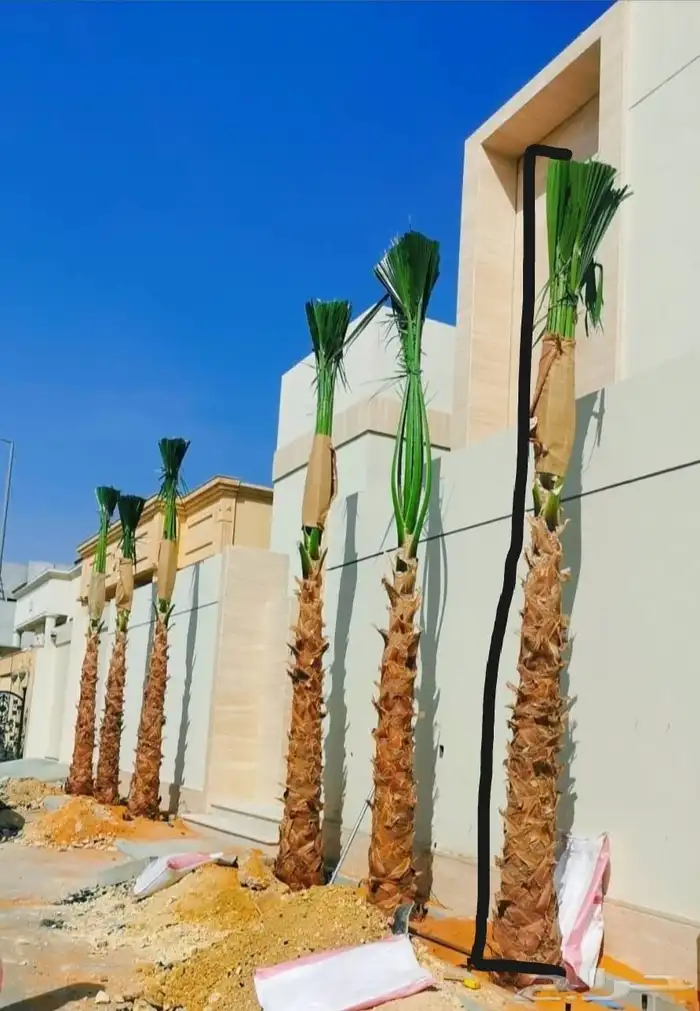 نخيل واشنطني نخل واشنطن 0