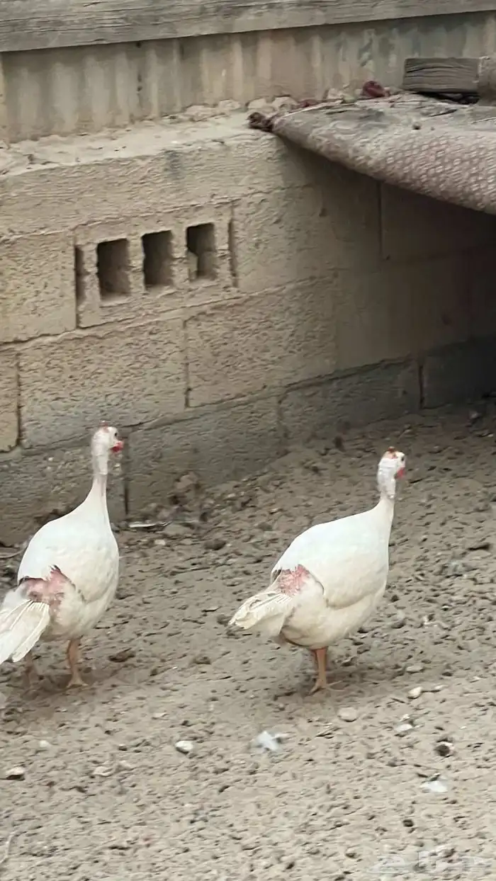 طقم حبشي فواتح 1