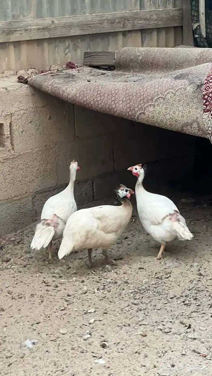 طقم حبشي فواتح 0