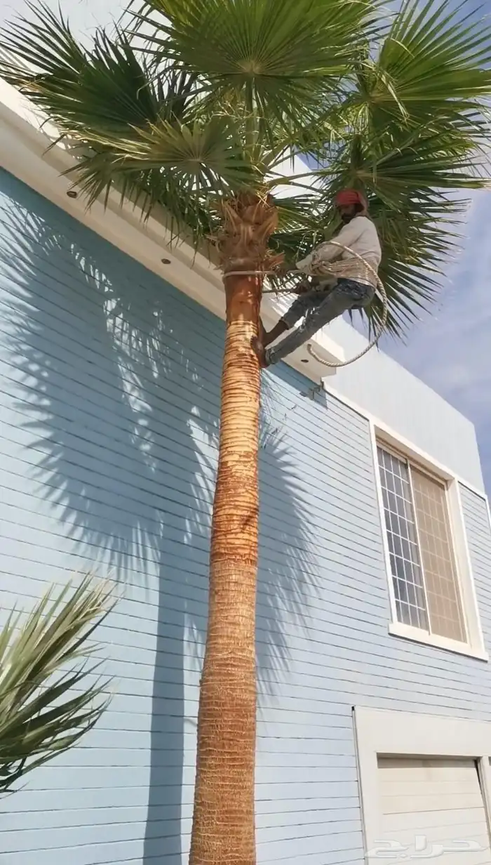 نخيل واشنطني نخل واشنطن 3