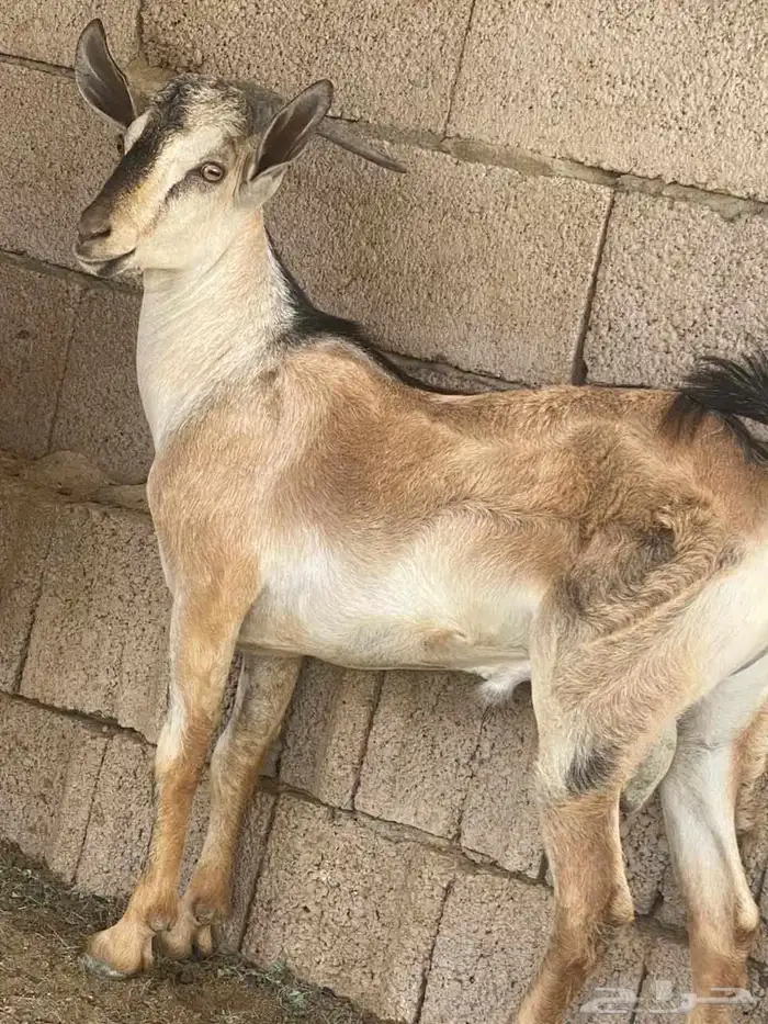 اولاد وعل الموقع القنفذه 2
