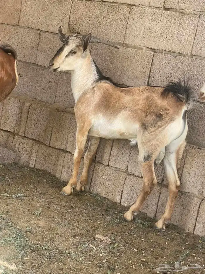 اولاد وعل الموقع القنفذه 5