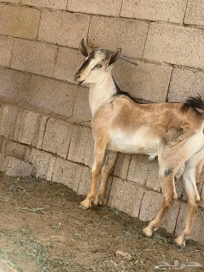 اولاد وعل الموقع القنفذه 4