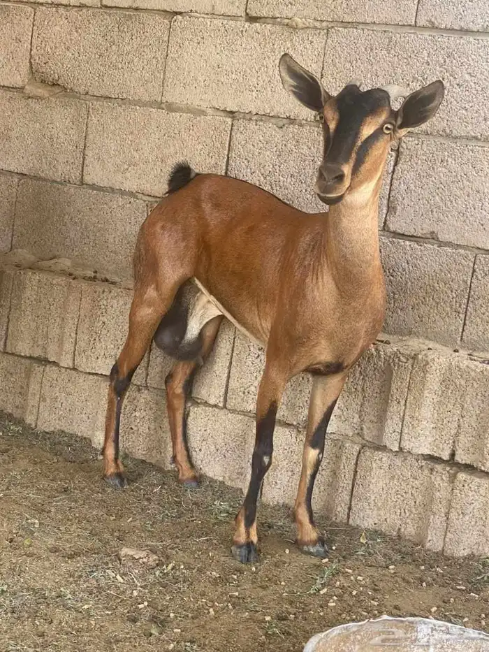 اولاد وعل الموقع القنفذه 3