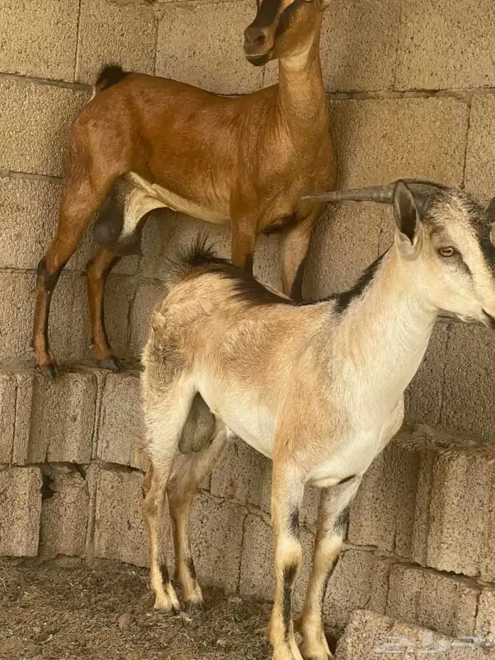 اولاد وعل الموقع القنفذه 1
