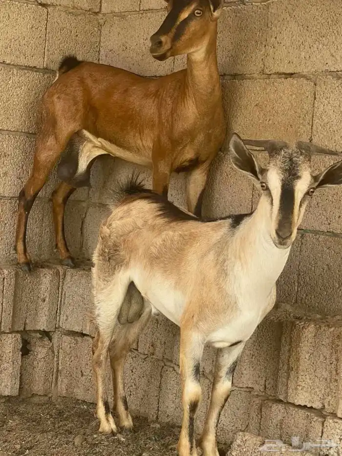 اولاد وعل الموقع القنفذه 0