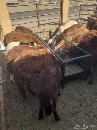 سواكن جذعان مرابي شهرين ونصف للبيع 3