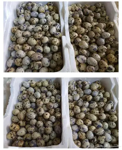بيض سمان 0