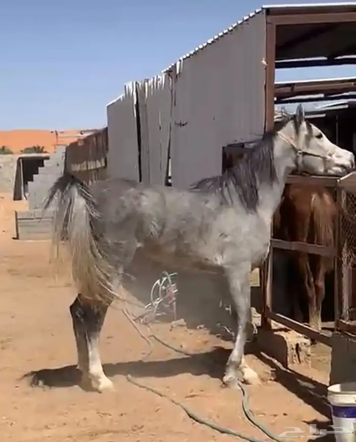 فرس_واهو 0