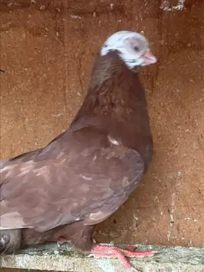 جوز كوري مع فرخ تم اللبيع تم اللبيع تم اللبيع 2