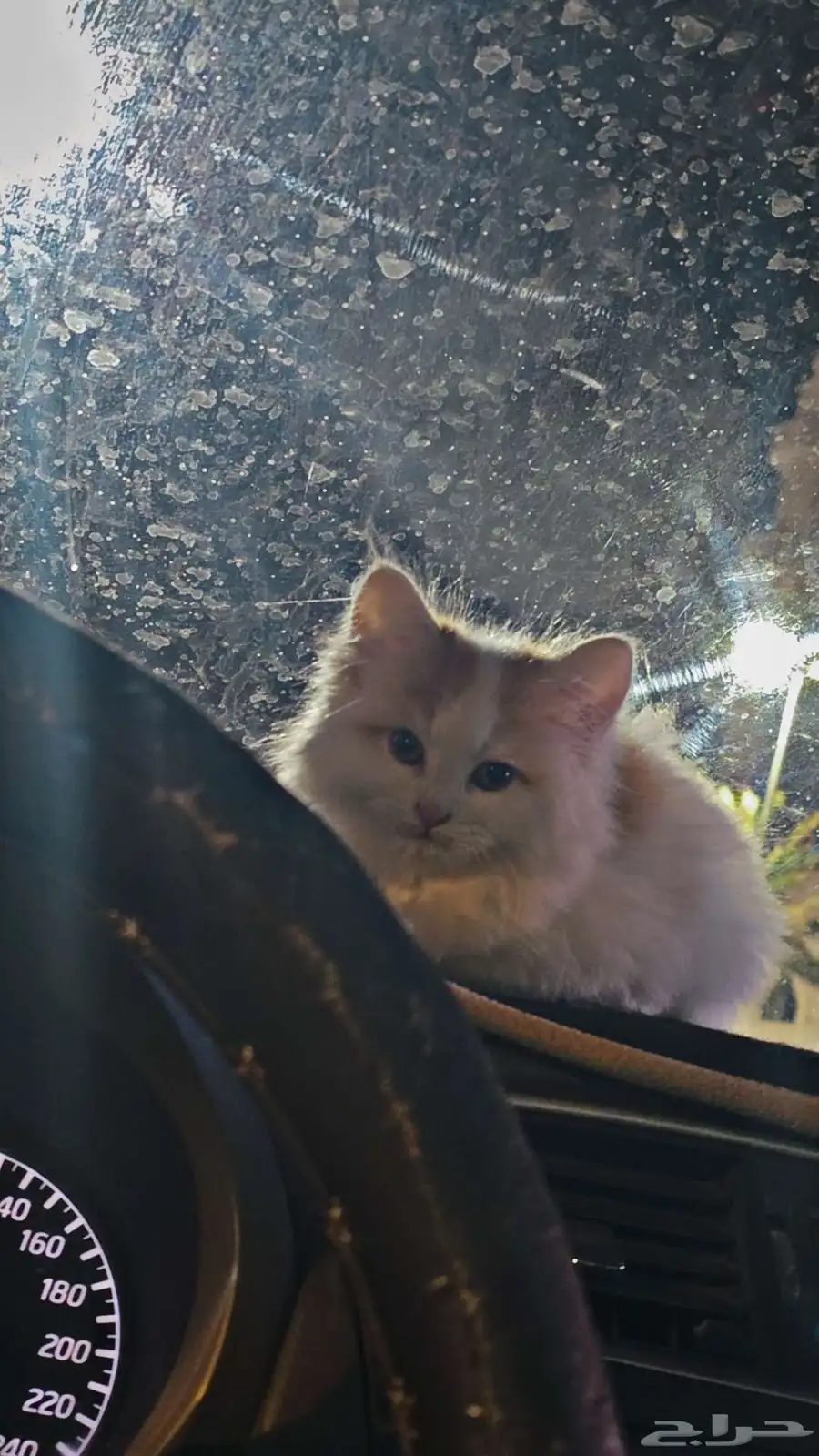 cat 3