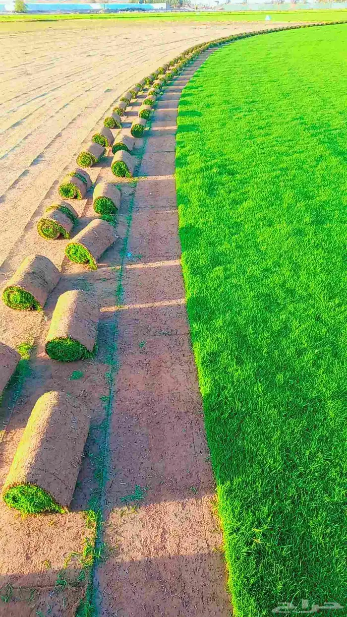 ثيل سي2000 فرنسي وجميع انواع الثيل الطبيعي 0