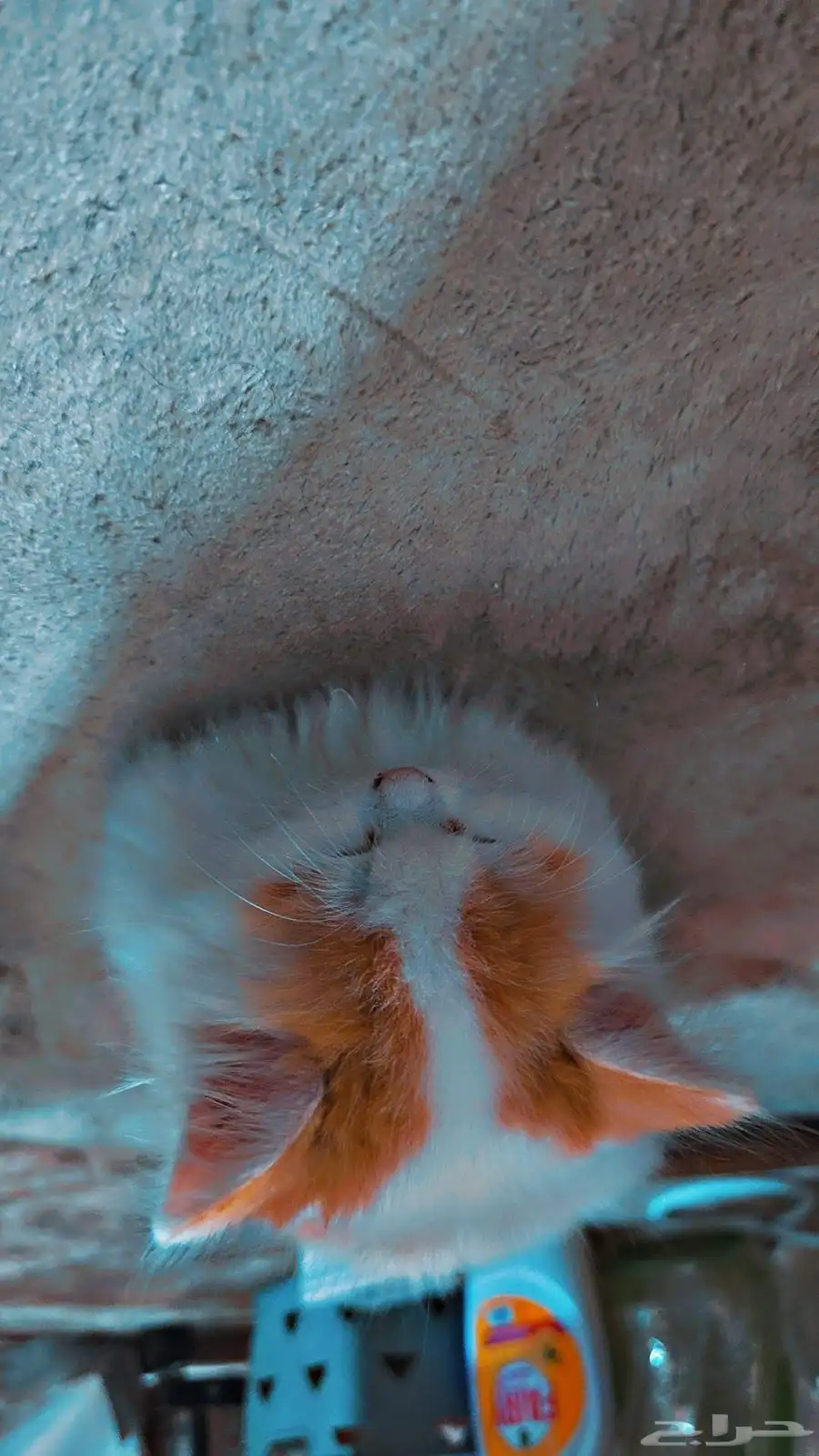 cat 2