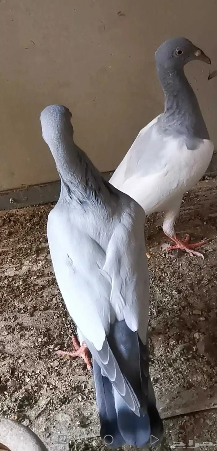 طبه دنش فاخره جدا حجم ولون مميز بارلس 0