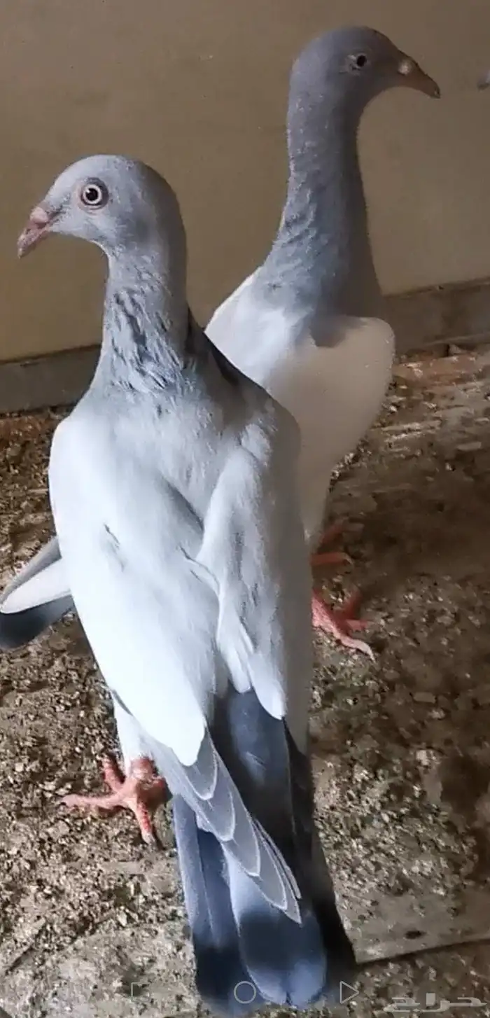 طبه دنش فاخره جدا حجم ولون مميز بارلس 8