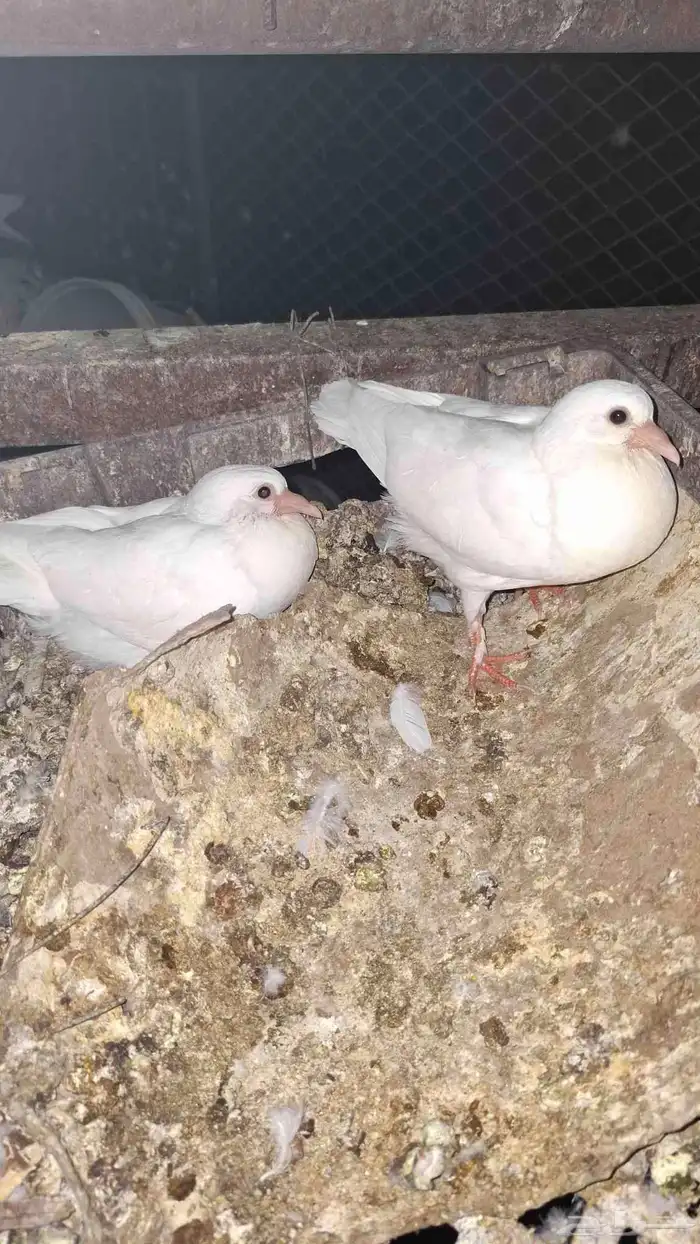 زغاليك حمام فرنسي الجوز ب 25 ريال 6