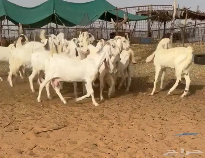 جفرات مطوره فاخره((( تم البيع ))) 0