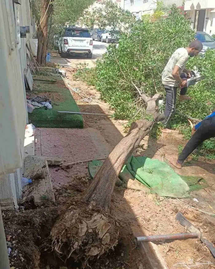 ازالة ترتيب النخيل والاشجارو 18