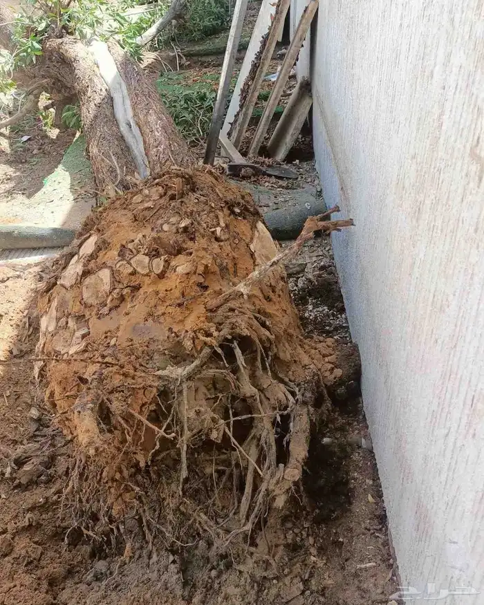 ازالة ترتيب النخيل والاشجارو 17