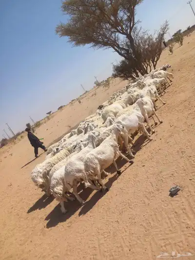 غنم طيبه العدد 85 راس فحولها 2 مراح واحد ديوس سليمه 9