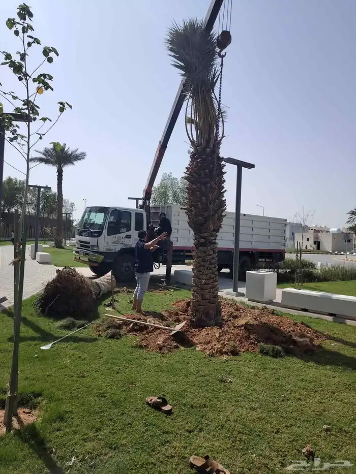 ازالة ترتيب النخيل والاشجارو 5